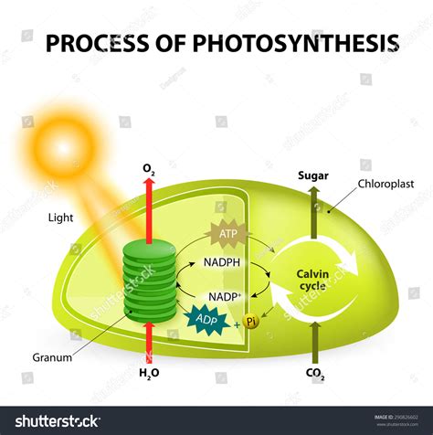 Photosynthesis. Diagram Of The Process Of Photosynthesis, Showing The Light Reactions And The ...