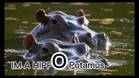 Hippopotamus Song (lyrics) by Oscar Isaac (Moonknight) feat hippo - YouTube