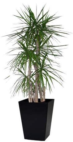 Dragon Tree | Indoor Tropical Plants | Pinterest | Dragon, Plants and Trees