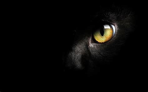 Download Eye Animal Cat HD Wallpaper