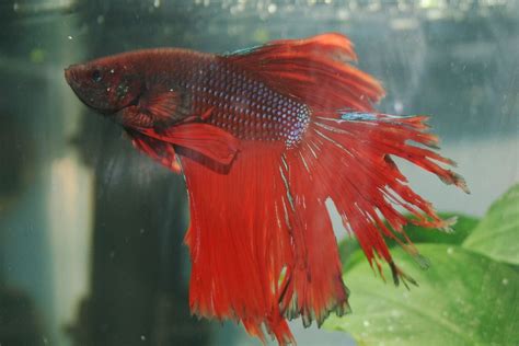 Betta Fish Fin Rot: Symptoms, Causes, Prevention & Treatment