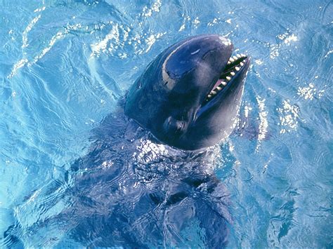 False Killer Whale Facts, Pictures, Information & Video: Marine Mammal