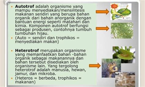 Organisme Heterotrof Memperoleh Energi Dengan Cara Berikut Kecuali ...