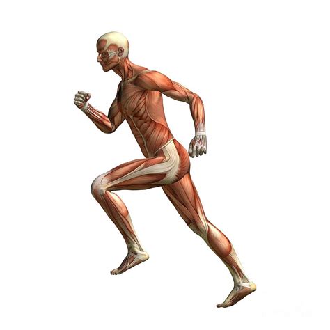 Runner's Anatomy, Artwork #1 Photograph by D & L Graphics - Pixels