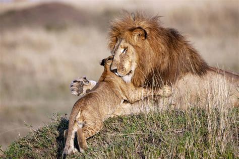 Heartwarming Photos of Lion Dad and Cub Embracing Reveal Gentle Side of ...