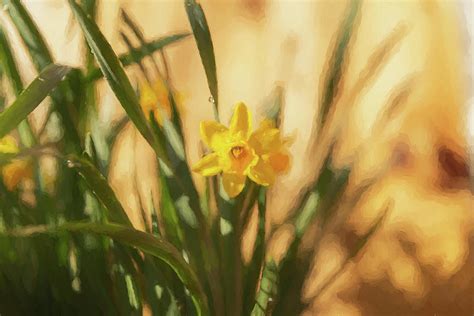 Digital oil painting of a beautiful single yellow daffodil. Photograph ...