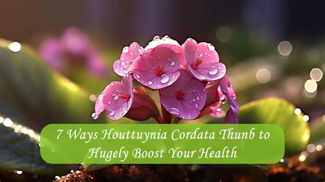 7 Ways Houttuynia Cordata Thunb to Hugely Boost Your Health