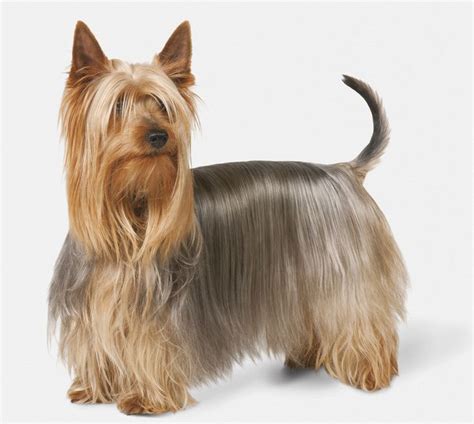 Silky Terrier Dog Breed Profile