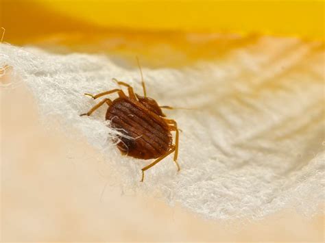 Does Rubbing Alcohol Kill Bedbugs: Yes, but Is It Worth the Risk?