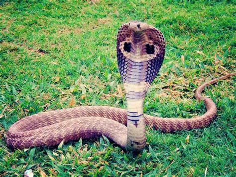 How Deadly Is A King Cobra? – Regarding Reptiles