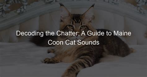 Decoding the Chatter: A Guide to Maine Coon Cat Sounds - My Big Cats