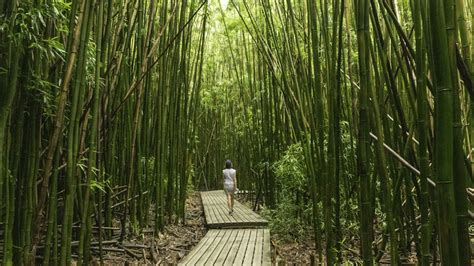 What Are the Best Hiking Trails in Maui?