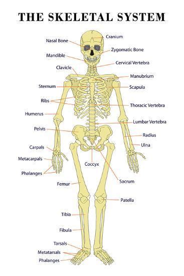 'The Skeletal System Anatomical Chart Scientific Poster Print' Print | AllPosters.com