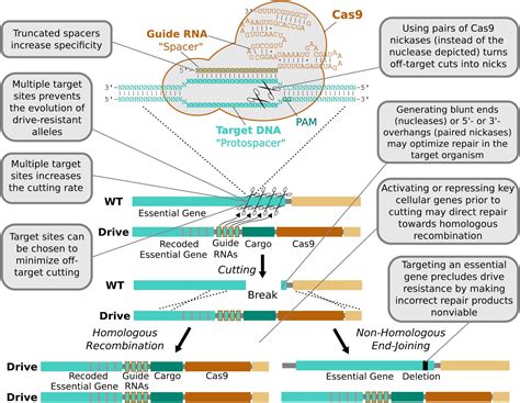 Modifying and enhancing gene drive to overcome resistance ...