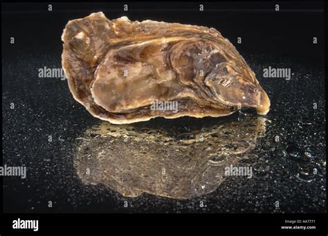 Auster Oysters oyster Stock Photo - Alamy