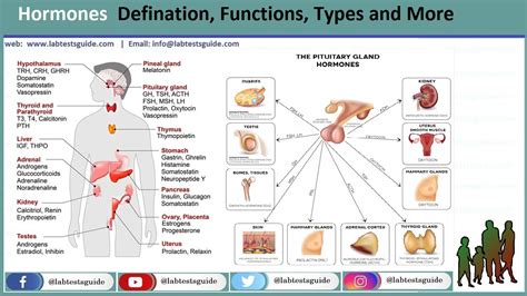 Hormones Defination, Functions, Types And More | Lab Tests Guide