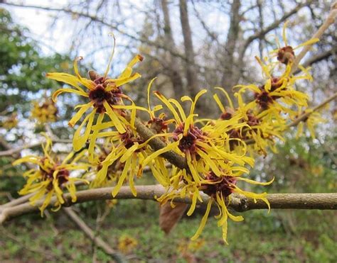 Hamamelis mollis (Chinese Witchhazel, Witch Hazel) | North Carolina ...