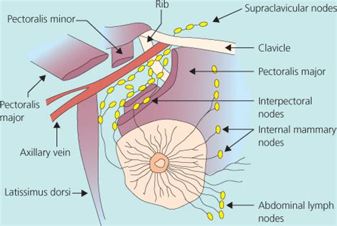 How To Drain Armpit Lymph Nodes - Best Drain Photos Primagem.Org