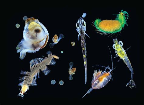 Revealed: The Ocean's Tiniest Life At The Bottom Of The Food Chain