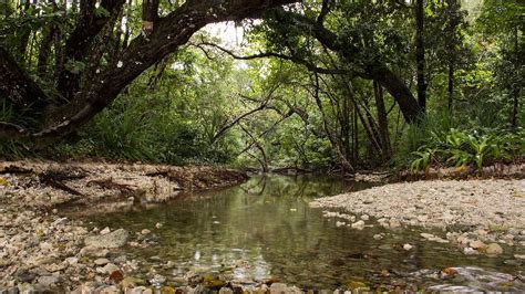 Western Java Rainforests | One Earth