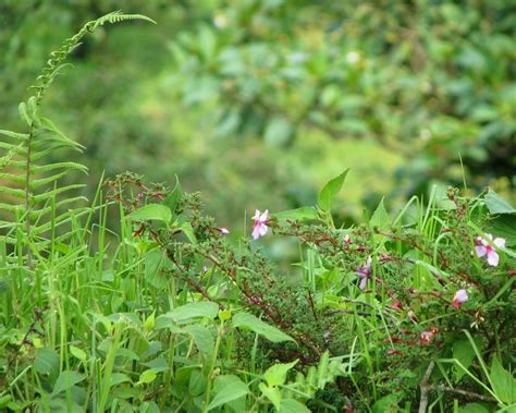 Rainforest Plants | Costa Rica | Care_SMC | Flickr