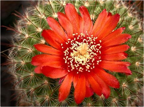 RED CACTUS FLOWER by THOM-B-FOTO on DeviantArt