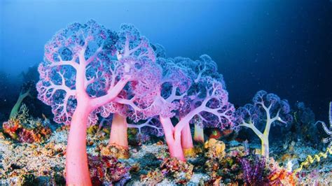 How Deep-Sea Coral Reefs Protect Marine Biodiversity | LIVEKINDLY