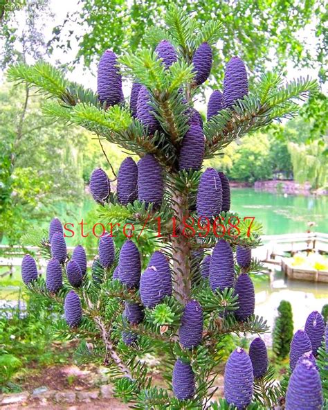 Aliexpress.com : Buy 50 purple Korean fir seeds Abies koreana bonsai ...