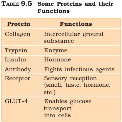 Proteins | Amino Acids | Enzymes - PMF IAS