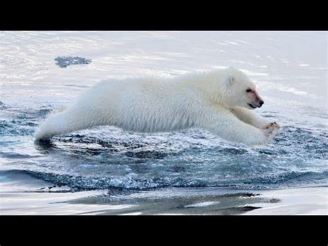 Images Of Polar Bears Swimming