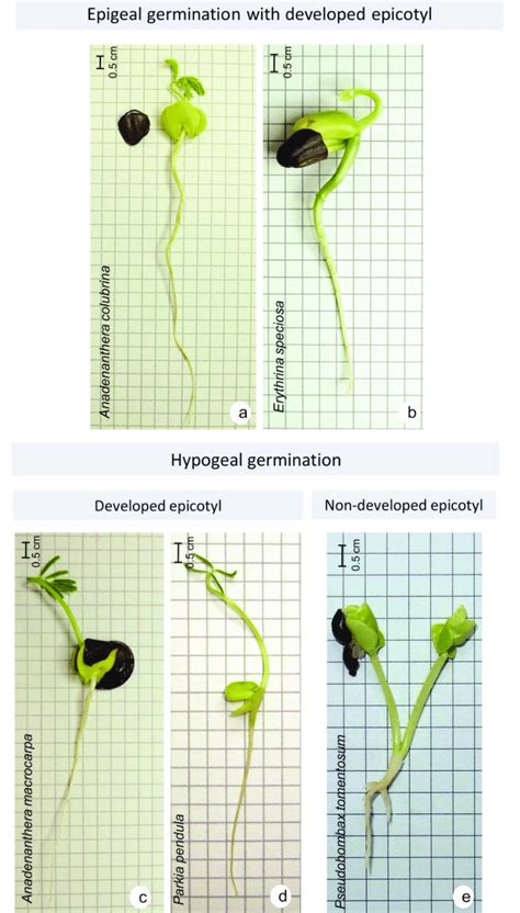 Epigeal germination with developed epicotyl (a, b); hypogeal... | Download Scientific Diagram