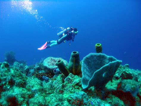 Announcing Belize Scuba Diving Packages | Island Expeditions