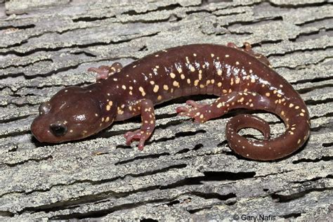 Arboreal Salamander - Aneides lugubris