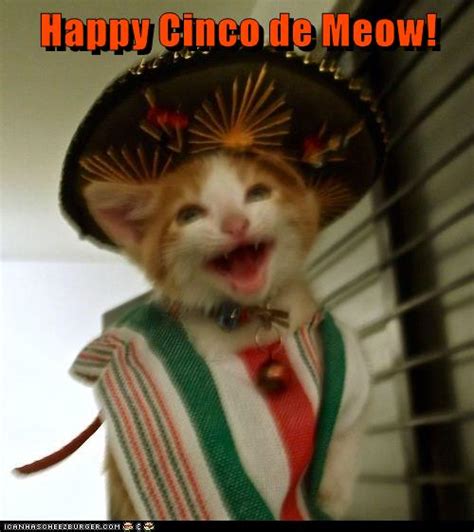 Happy Cinco de Meow! - Lolcats - lol | cat memes | funny cats | funny ...