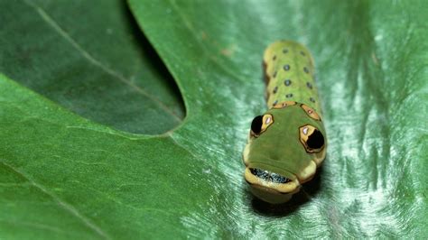 Meet the fakers of nature | BBC Earth