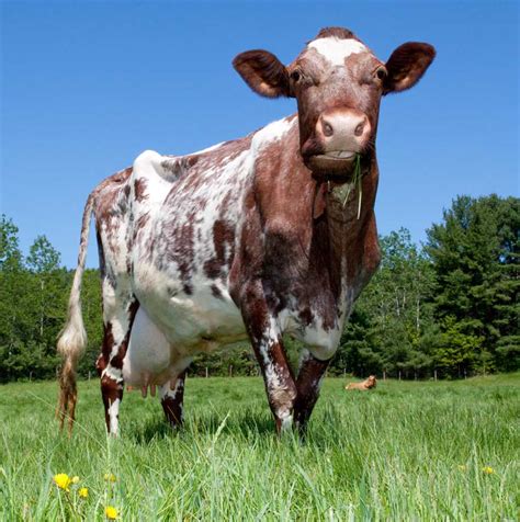 Our Dairy Cows | Dairy Cow Breeds | Dairy Cow Facts | California Dairy