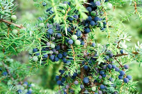 Juniperus communis: planting, care & uses - Plantura