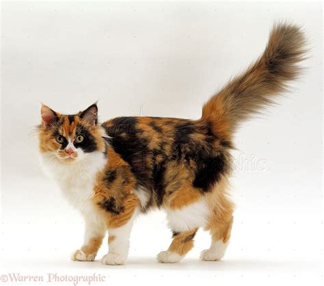 Calico cat walking with tail up photo - WP15502 | Calico cat, Cute cats, Cat pose