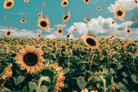 HD wallpaper: sunflower, sunflower field, yellow flowers, sunflowers, blossom | Wallpaper Flare