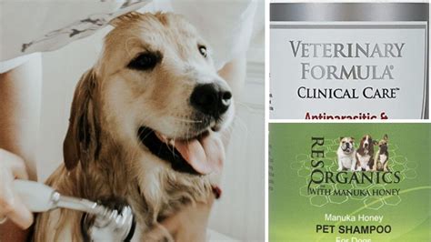 3 Best Dandruff Shampoo for Dogs: TLC for Furry Friends!