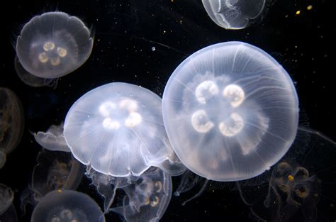 Free Images : underwater, peaceful, jellyfish, invertebrate, aquarium, jellies, cnidaria, sea ...