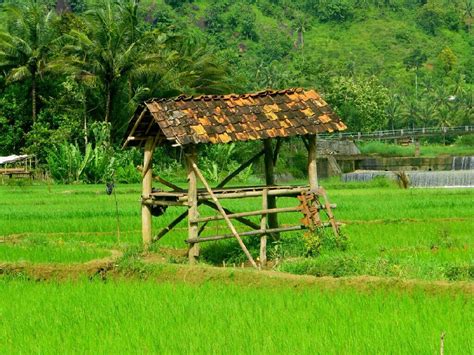 gubuk di sawah desa yang asri | Pacitan, Indonesia 🍃 | Indonesia, Pedesaan