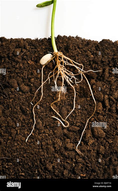 Phaseolus vulgaris french bean seedling showing legume seed and roots ...