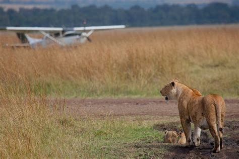 Best time to go to Africa | Best time to safari | Ker Downey Africa