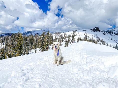 Winter Hiking in Lake Tahoe with your Dog – Dont Stop Retrieving