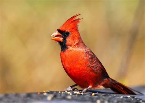 How to Choose the Best Cardinal Bird Feeder: Food, Reviews, FAQ’s, Top ...