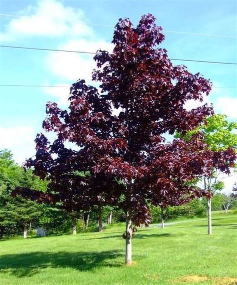 Crimson King Maple — Affordable Trees