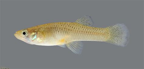 Gambusia Fish Species 3d Model