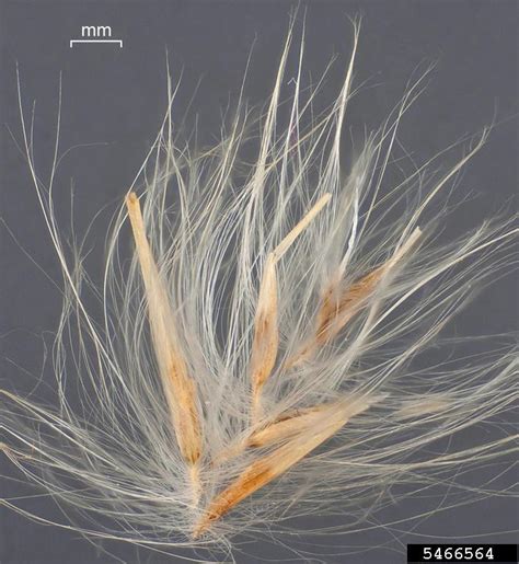 Phragmites Australis Seeds