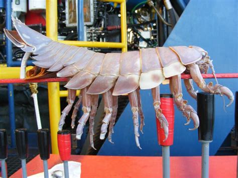 Giant Isopods: The Woodlouse Of The Sea • Lazer Horse